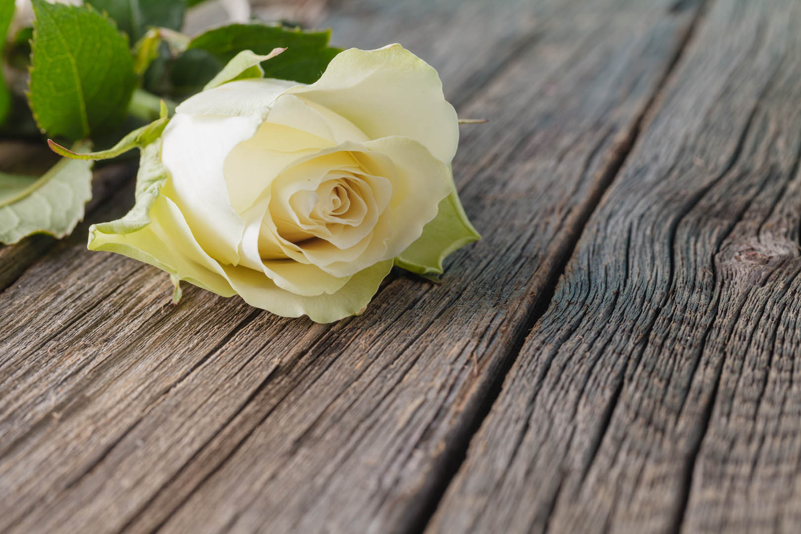 Flower on table