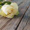 Flower on table